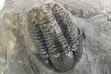 Four Gerastos Trilobite Fossils With Cyphaspis - Morocco #356906-4